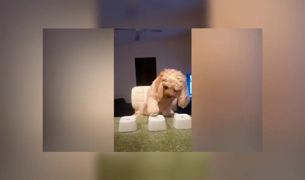 Desliza las imágenes para apreciar la destreza de un perro al adivinar donde se escondía su comida. Foto: Caters Clips.