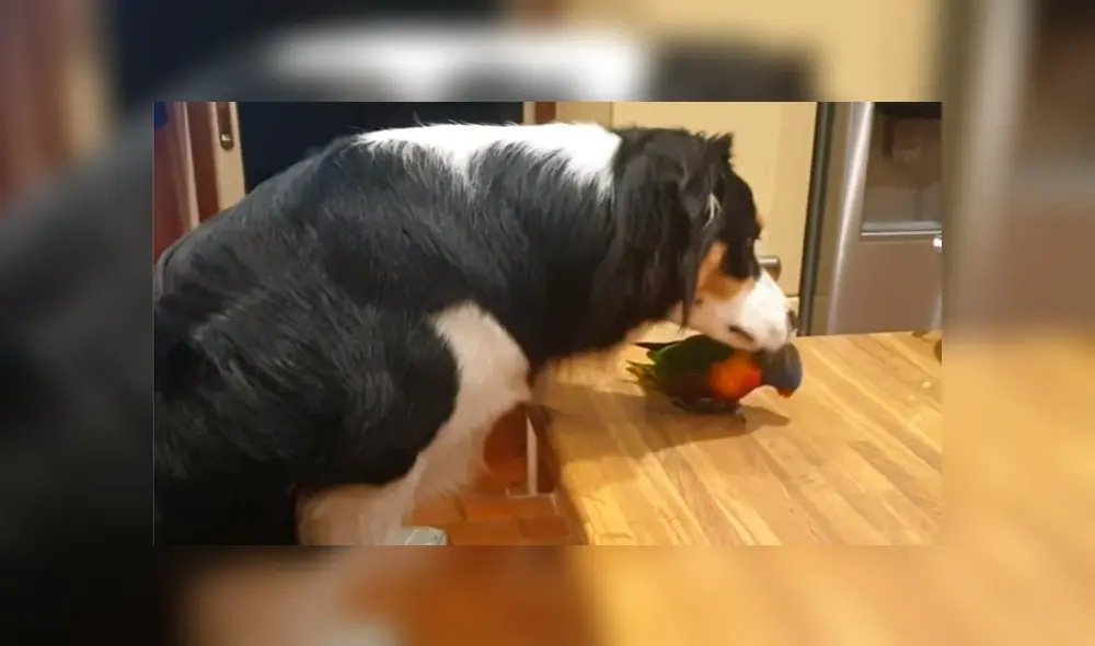 Video es viral en Facebook. El ave no soportó que el can dejara de jugar y darle cariño y manifestó su enojo con una graciosa conducta que ha hecho reír a todos Video es viral en Facebook. El ave no soportó que el can dejara de jugar y darle cariño y manifestó su enojo con una graciosa conducta que ha hecho reír a todos