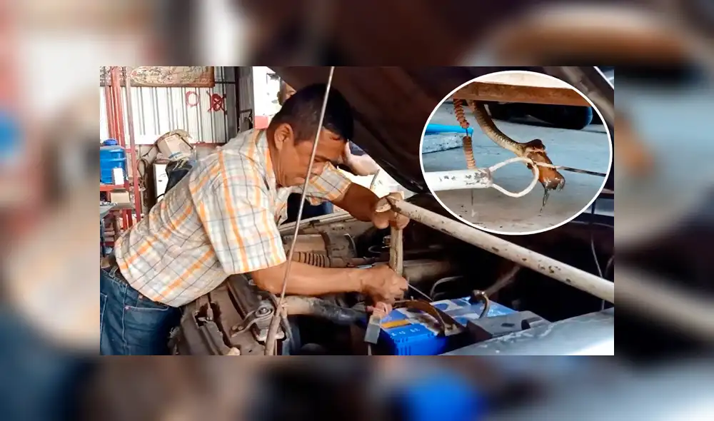 Desliza hacia la izquierda para a la serpiente regurgitando un sapo. Escena viral de YouTube. Desliza hacia la izquierda para a la serpiente regurgitando un sapo. Escena viral de YouTube.