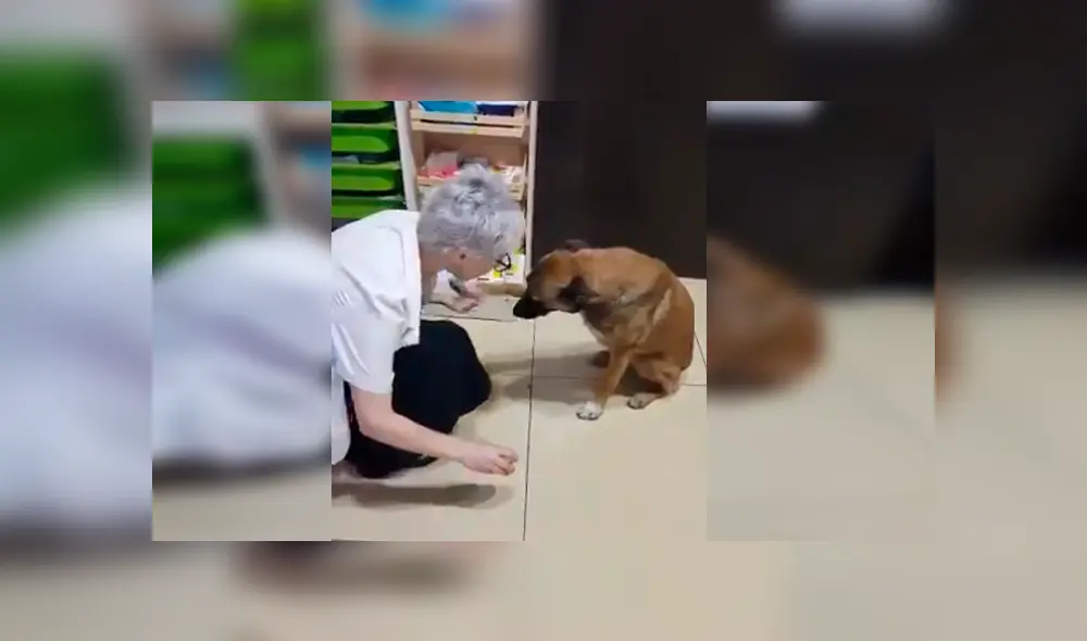Un perro de la calle protagonizó un conmovedor video viral de Facebook, tras la tierna reacción que tuvo con una farmacéutica, quien le curó una de sus patas heridas Un perro de la calle protagonizó un conmovedor video viral de Facebook, tras la tierna reacción que tuvo con una farmacéutica, quien le curó una de sus patas heridas