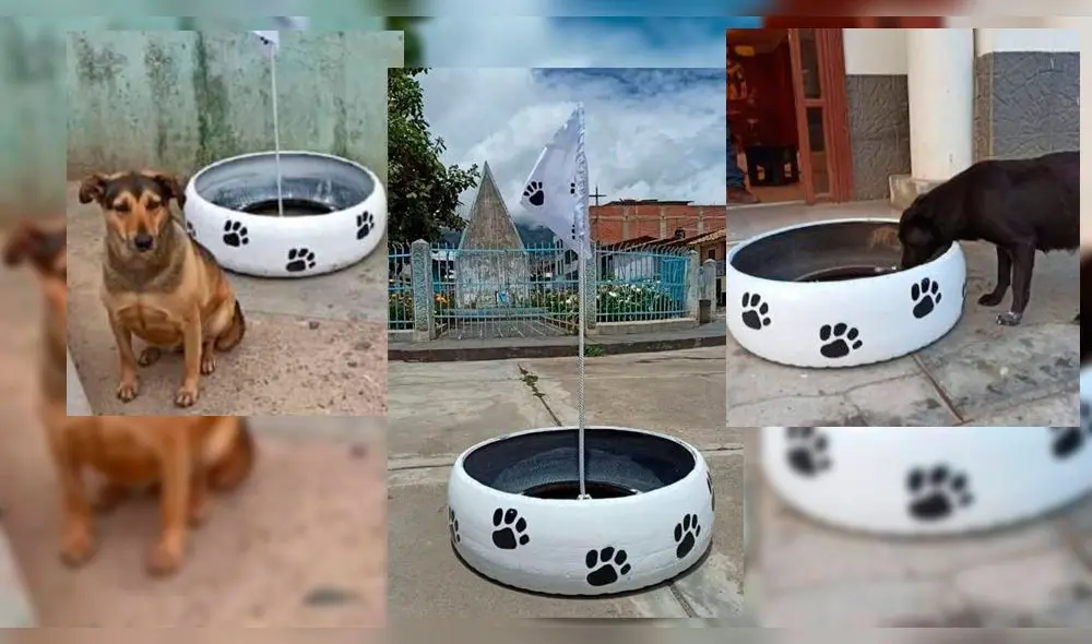 Perros callejeros Perros callejeros