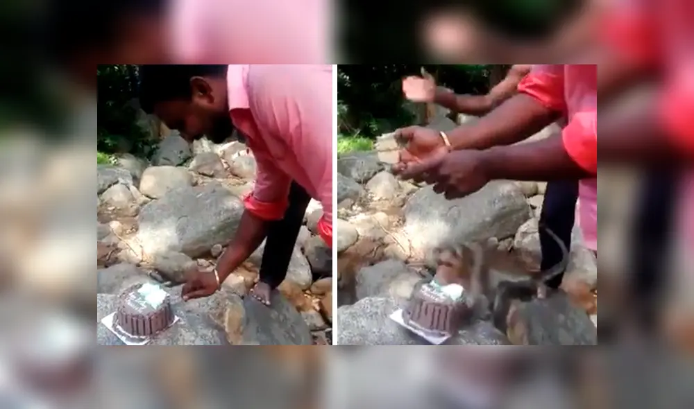 Familiares del joven lo sorprendieron con una torta de cumpleaños, sin imaginar que un travieso mono arruinaría el emotivo momento. El video es viral en Facebook Familiares del joven lo sorprendieron con una torta de cumpleaños, sin imaginar que un travieso mono arruinaría el emotivo momento. El video es viral en Facebook