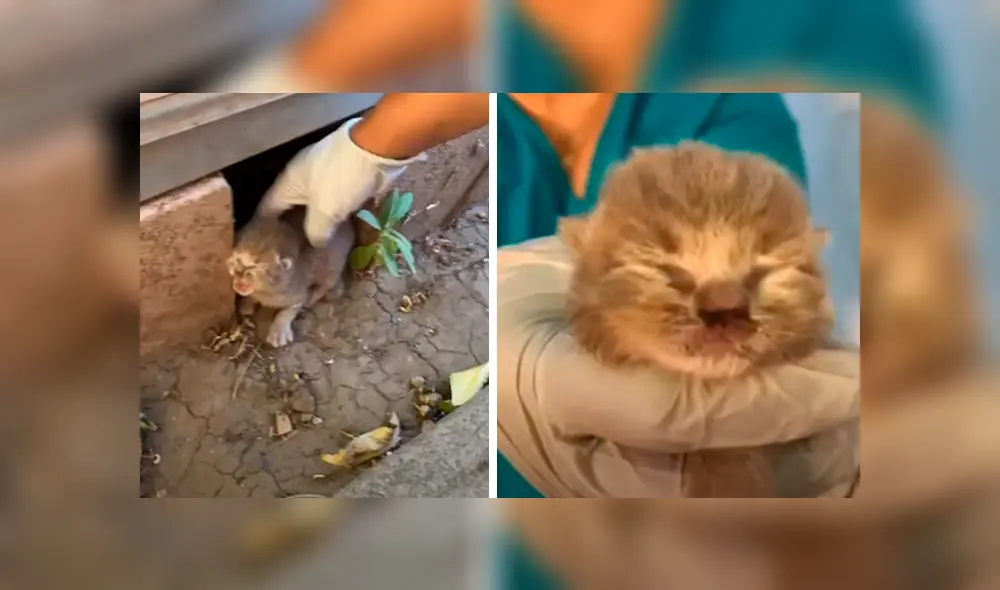 En Facebook, un hombre escuchó los ruidos de un gato bebé y se preocupó al verlo en deplorables condiciones.