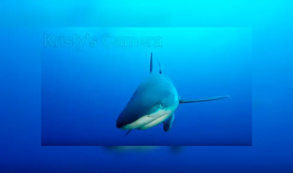 Video es viral en YouTube. La mujer sacó su cámara para grabar a las criaturas acuáticas bajo el mar, sin imaginar que un tiburón se acercaría peligrosamente a ella Video es viral en YouTube. La mujer sacó su cámara para grabar a las criaturas acuáticas bajo el mar, sin imaginar que un tiburón se acercaría peligrosamente a ella