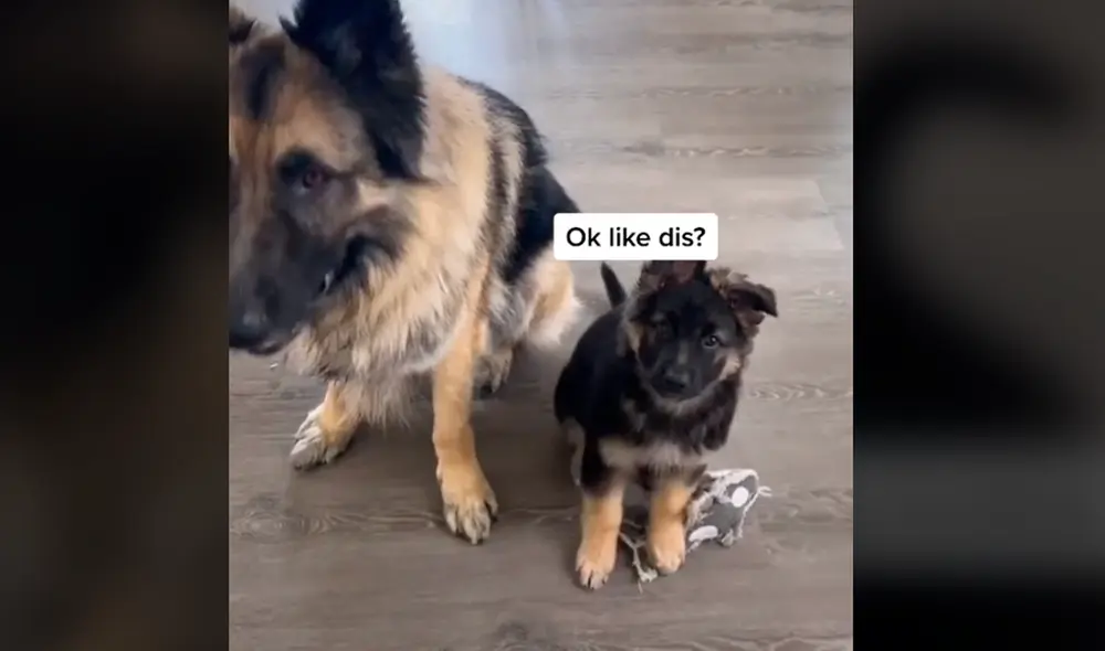 El cachorro pudo imitar a su hermano mayor y logró sentarse. Foto: stormi_loves_wolfie / TikTok