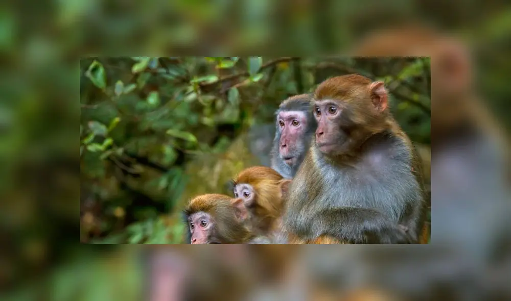 El estudio se llevó a cabo en dos grupos compuestos de seis monos. Foto: Getty.