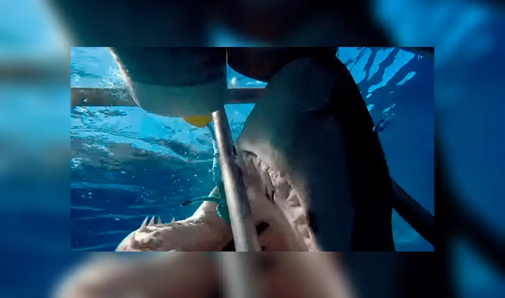 YouTube viral: Enorme tiburón golpea brutalmente en la cara a un buceador [VIDEO] 
