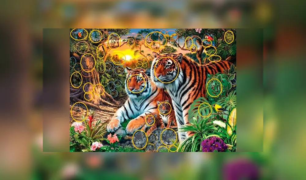 Desliza las imágenes para ver la ubicación exacta de los 65 tigres que aparecen en dicho complejo reto visual. Foto: Twitter Desliza las imágenes para ver la ubicación exacta de los 65 tigres que aparecen en dicho complejo reto visual. Foto: Twitter