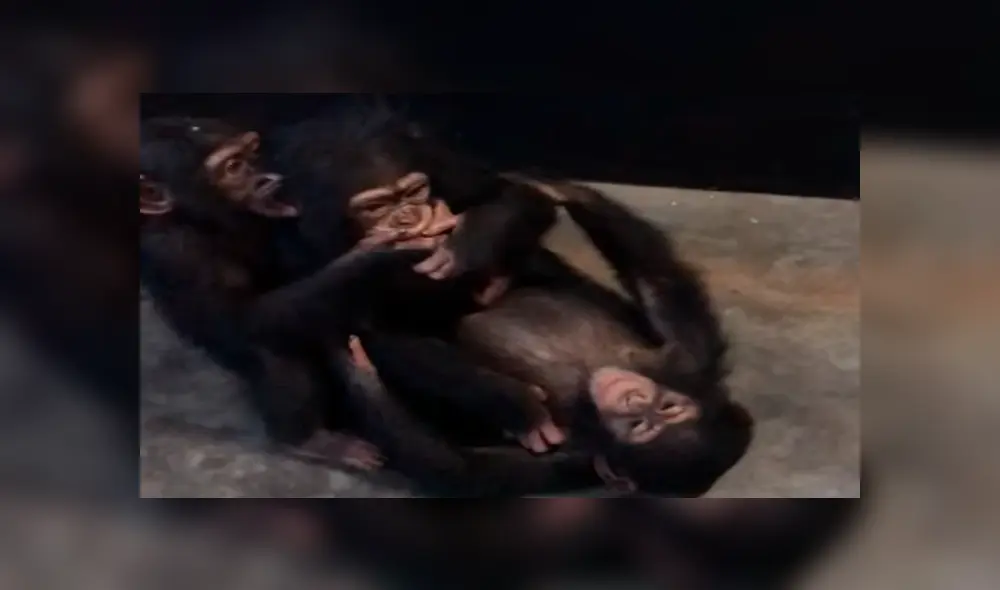 YouTube viral: Bebé chimpancé es rescatado y recibe amorosa bienvenida de sus nuevos amigos YouTube viral: Bebé chimpancé es rescatado y recibe amorosa bienvenida de sus nuevos amigos