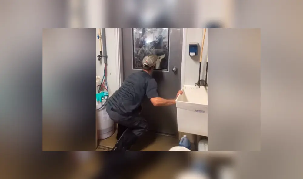 A través de Facebook, un video viral mostró el instante en que un granjero jugó a “las escondidas” con una vaca, sin imaginar la increíble reacción del bovino.