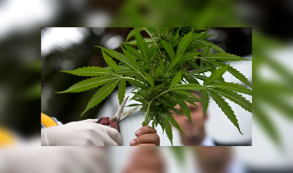 Gobierno publica reglamento de la ley para el uso del cannabis medicinal Gobierno publica reglamento de la ley para el uso del cannabis medicinal