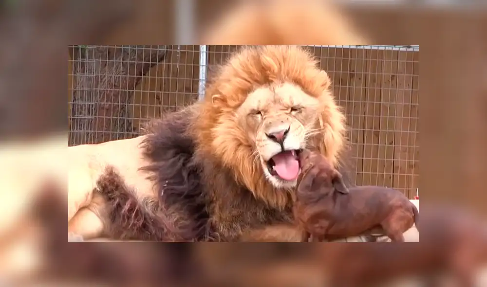 Facebook viral: valiente perro dentro de jaula de león asusta a usuarios [VIDEO]