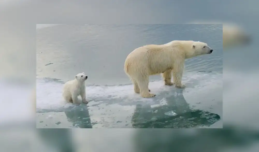 Los osos polares en gran parte de Alaska y Rusia estarán en serios problemas para 2080, indica el estudio. Fotografía: Katharina M Miller / Polar Bears International