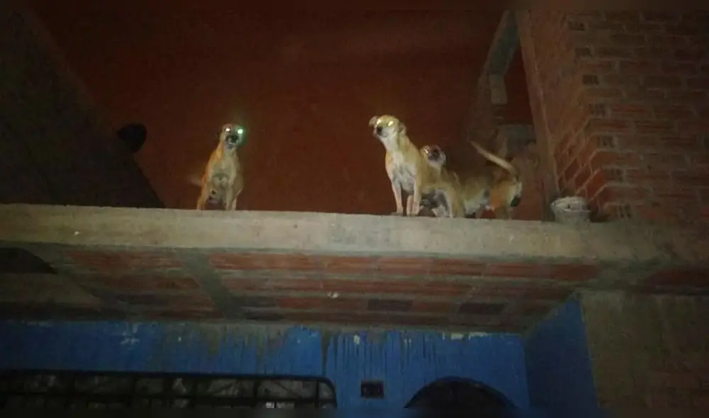 Los denunciantes compartieron fotografías que evidencian las precarias circunstancias del lugar donde viven los animales. (Foto: Facebook)