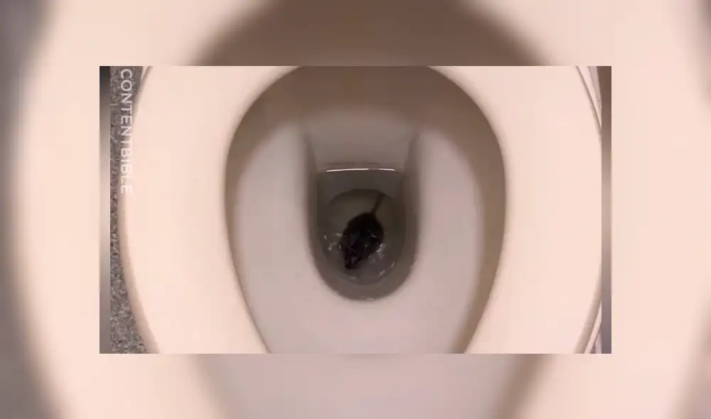 YouTube viral: abre la tapa del inodoro y encuentra una aterradora criatura viva [VIDEO] 