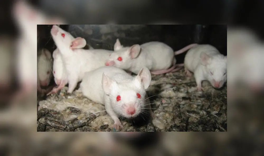 Científicos logran mantener vivo el cerebro de roedor por 25 días [VIDEO]