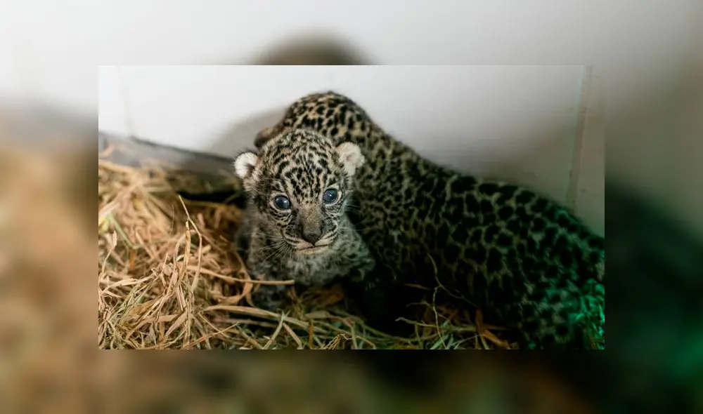 Chanchamayo: rescatan dos cachorros de otorongo víctimas de tráfico ilícito de fauna silvestre [FOTOS y VIDEO]