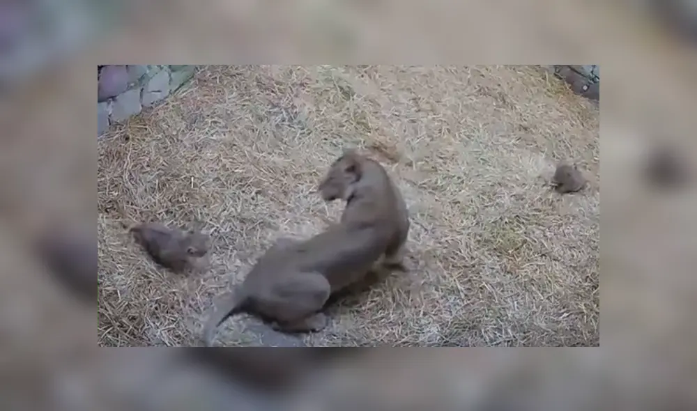 Felinos protagonizaron una graciosa escena que ha desatado más de una carcajada en YouTube y otras redes