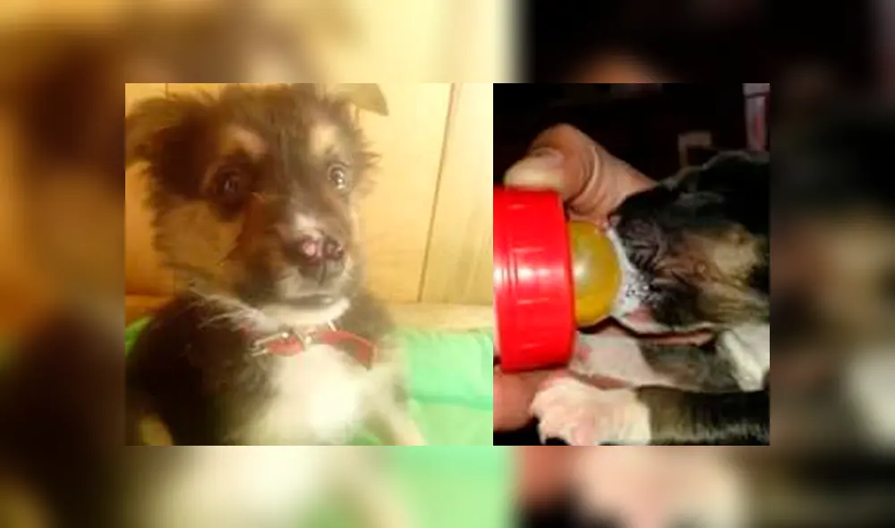 Con los cuidados fue mejorando poco a poco. Foto: Facebook. Con los cuidados fue mejorando poco a poco. Foto: Facebook.