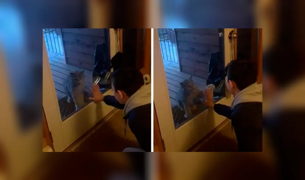 Desliza las imágenes para observar el comportamiento de un niño tras percatarse que un lince bebé invadió su casa.