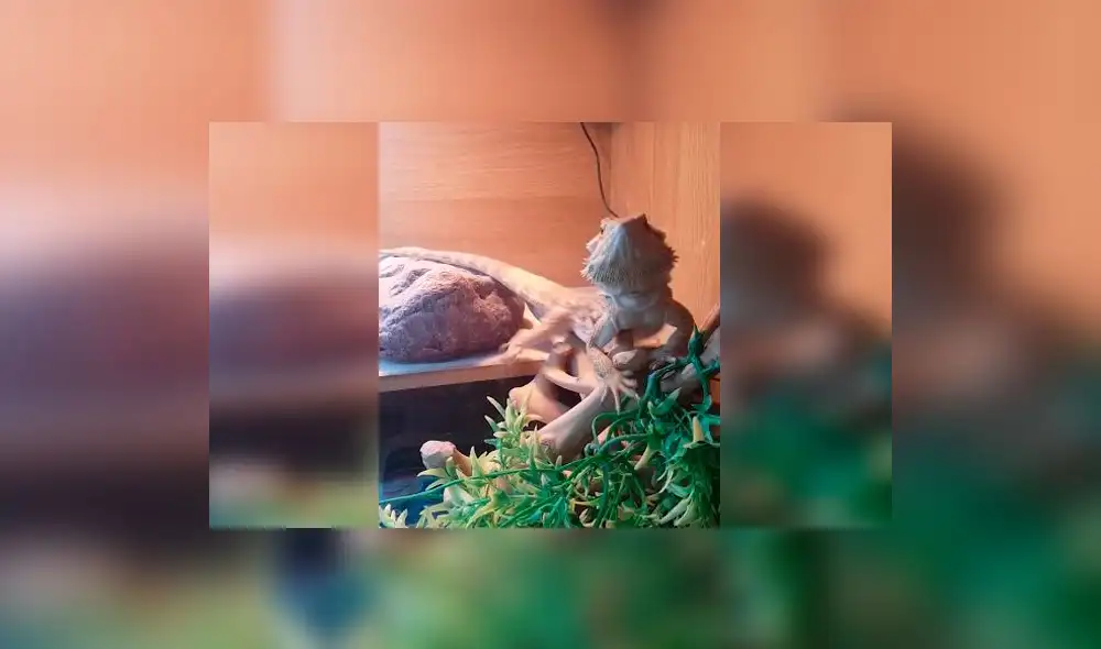 En Facebook, lagarto devuelve 'saludo' a su dueño y asombra a todos | VIDEO