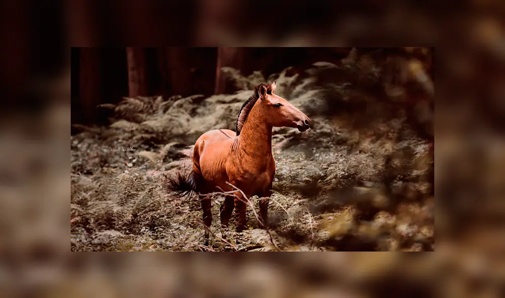 Desliza para ver al híbrido que sorprendió a todos en YouTube. Foto: Carina Maiwald. Desliza para ver al híbrido que sorprendió a todos en YouTube. Foto: Carina Maiwald.