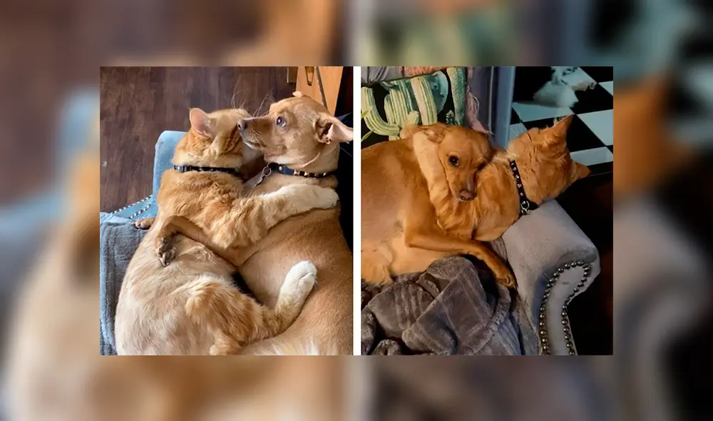 Desliza las imágenes hacia la izquierda para apreciar el amoroso momento entre un gato y un perro. Foto: Caters Clips. Desliza las imágenes hacia la izquierda para apreciar el amoroso momento entre un gato y un perro. Foto: Caters Clips.