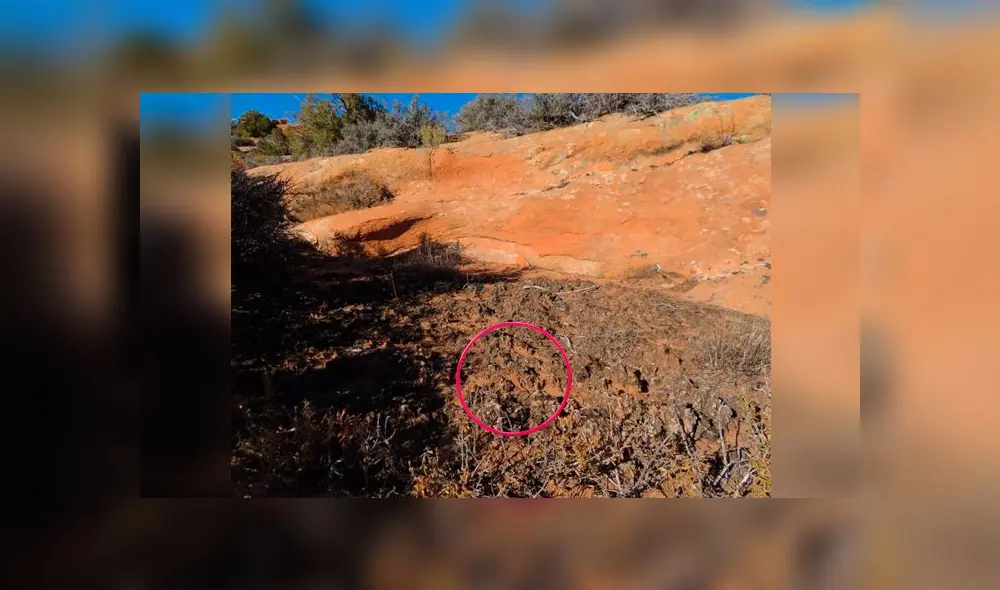 Desliza las imágenes para ver la ubicación exacta del travieso reptil que se escondió en esta imagen. Foto: Facebook Desliza las imágenes para ver la ubicación exacta del travieso reptil que se escondió en esta imagen. Foto: Facebook