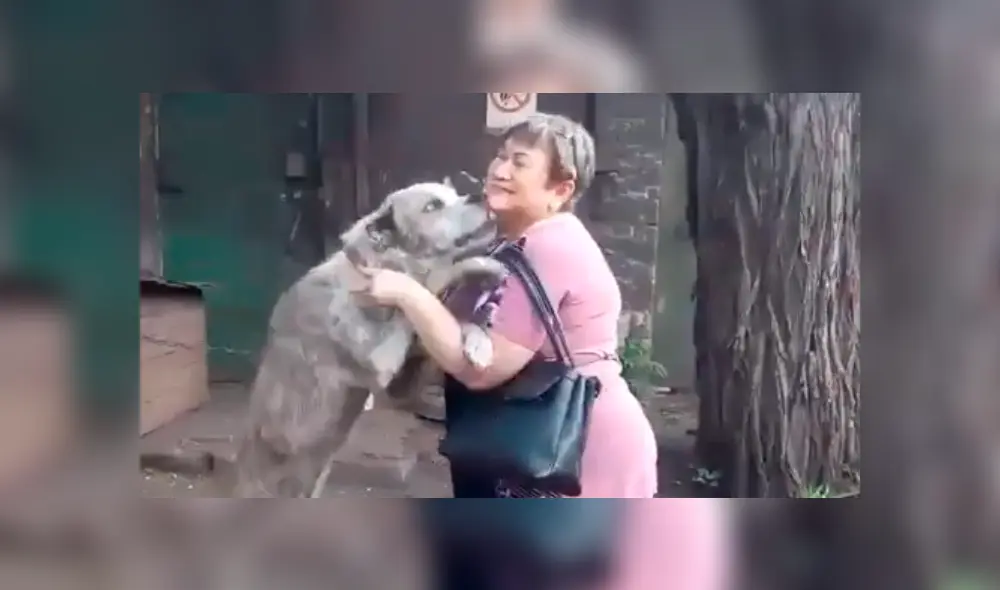 Conmovedor reencuentro de un perro con su dueña hace llorar a usuarios.