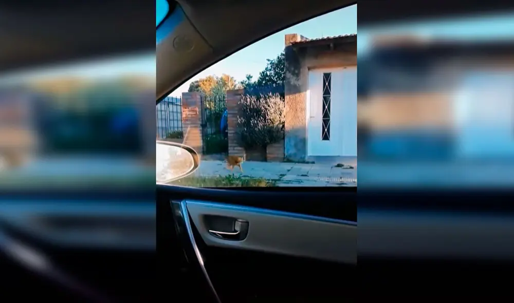 Desliza las imágenes para apreciar la tierna reacción de un gato cuando se reencontró con su dueña. Foto: Captura de TikTok