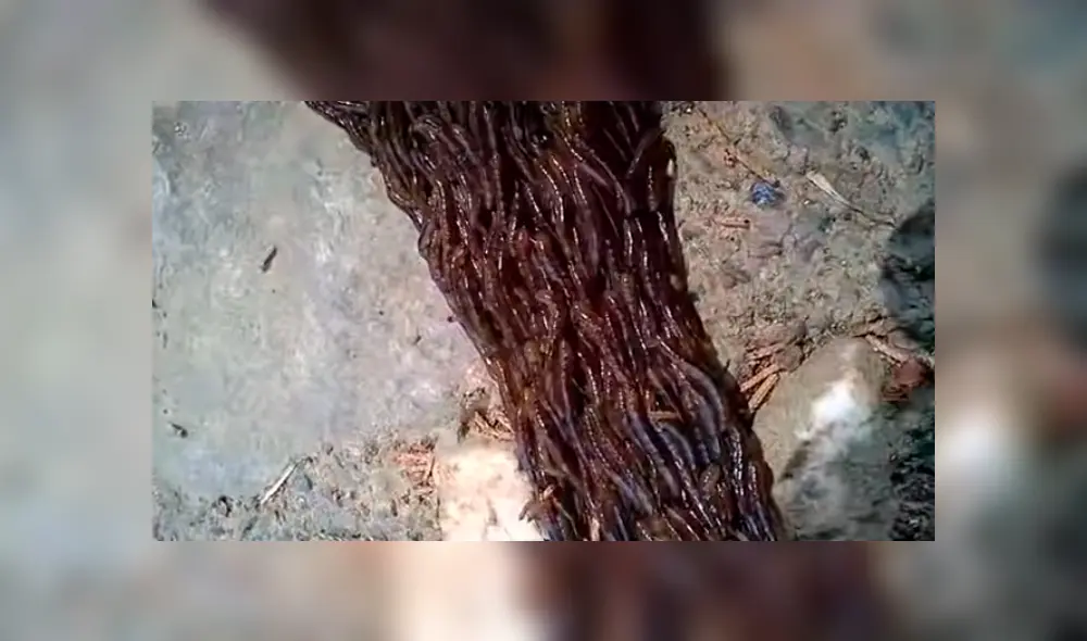 Desliza para ver las imágenes más impactantes del video que se hizo viral en YouTube.