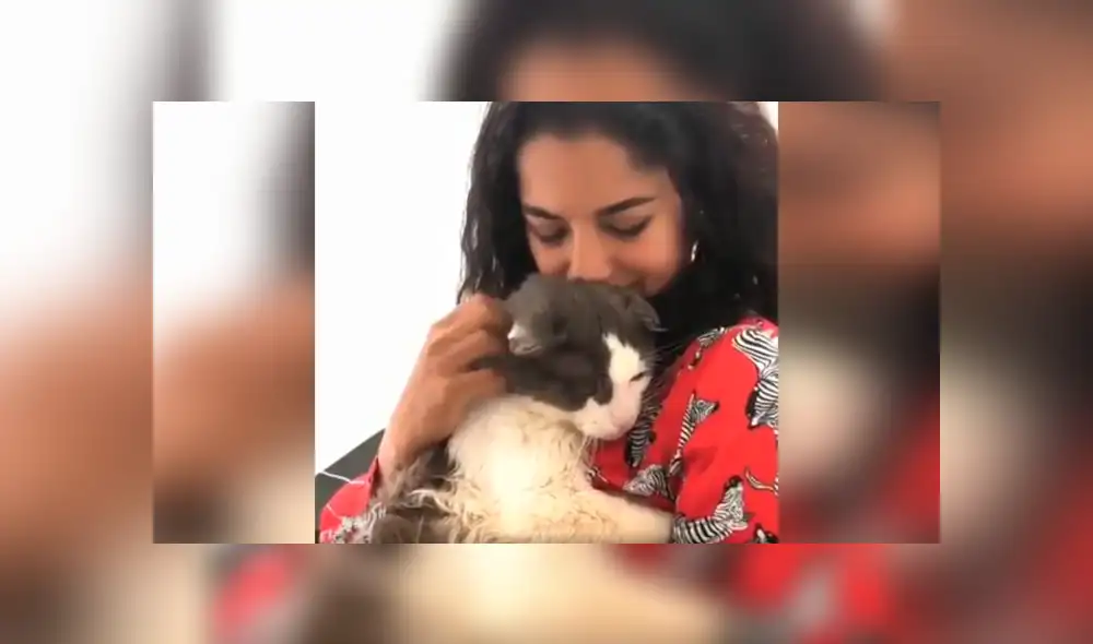 Desliza las imágenes para conocer la conmovedora historia de un gato que fue rescatado de la calle. Foto: Captura. Desliza las imágenes para conocer la conmovedora historia de un gato que fue rescatado de la calle. Foto: Captura.