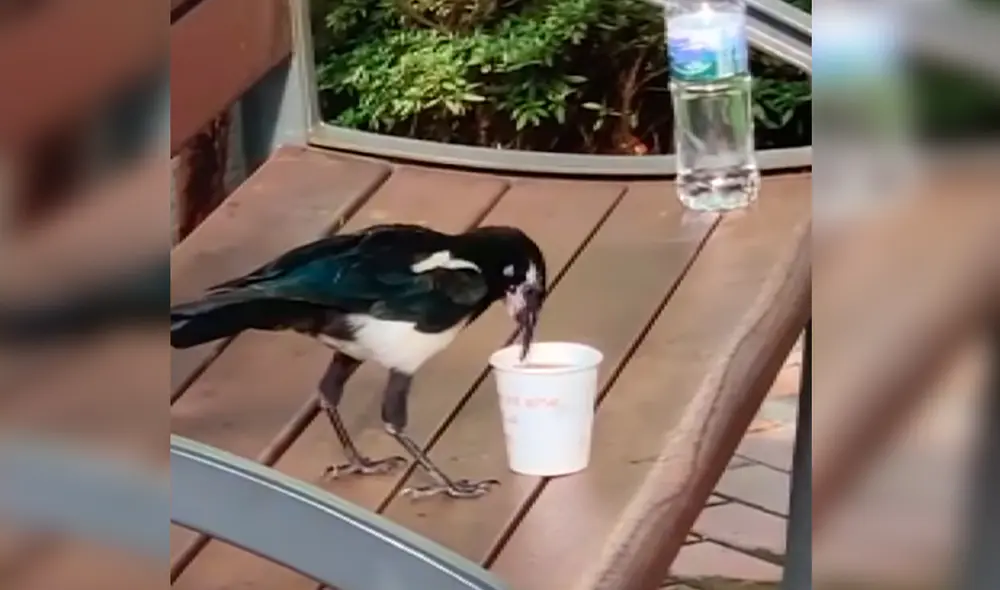 YouTube - animales  - viral