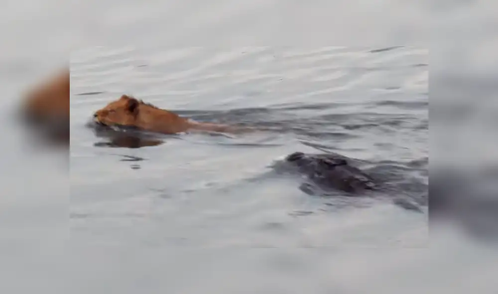 León cruza río lleno de voraces cocodrilos, sin sospechar que sería mordido por la espalda [VIDEO]