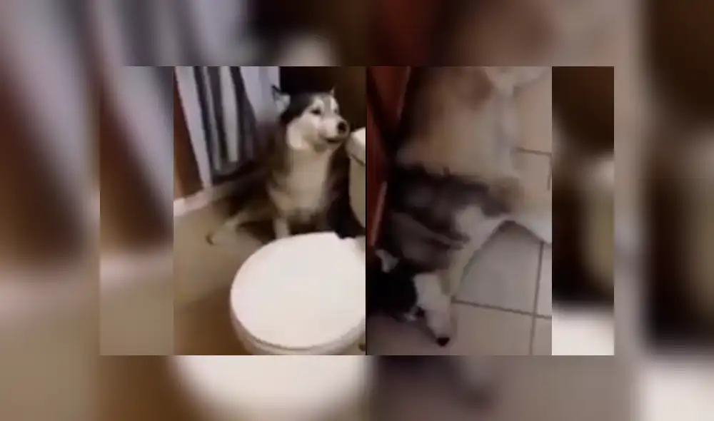 Dueña del can grabó la singular reacción de su mascota cuando lo llamaba para bañarlo