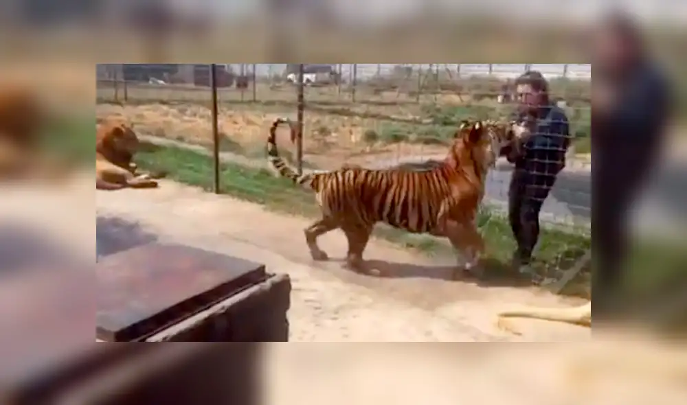 Facebook viral: Turista se acerca mucho a jaula de peligroso tigre y este reacciona así [VIDEO]