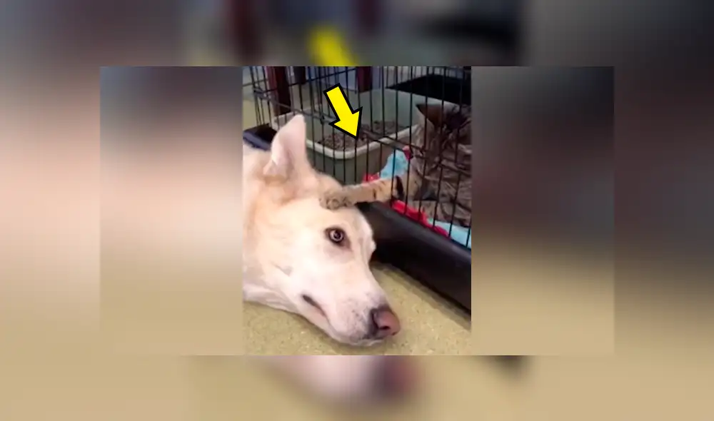 Facebook viral: un gato que consuela a perro en veterinaria sorprende a todos [VIDEO] 