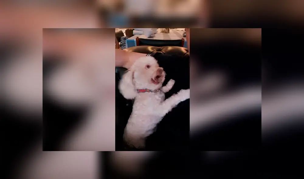 Desliza las imágenes para conocer el curioso comportamiento de un perro cuando su dueña deja de darle cariño. Desliza las imágenes para conocer el curioso comportamiento de un perro cuando su dueña deja de darle cariño.