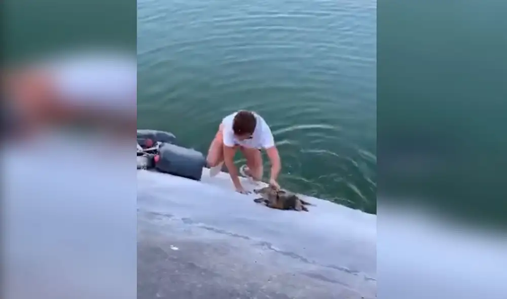 Desliza las imágenes para conocer el conmovedor gesto de un joven para ayudar a un indefenso zorro. Foto: Captura de Facebook