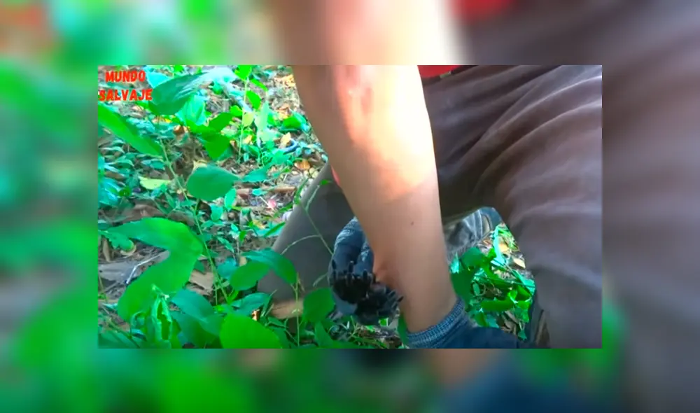 Desliza hacia la izquierda para ver el momento en que la tarántula ataca al joven del video de YouTube.