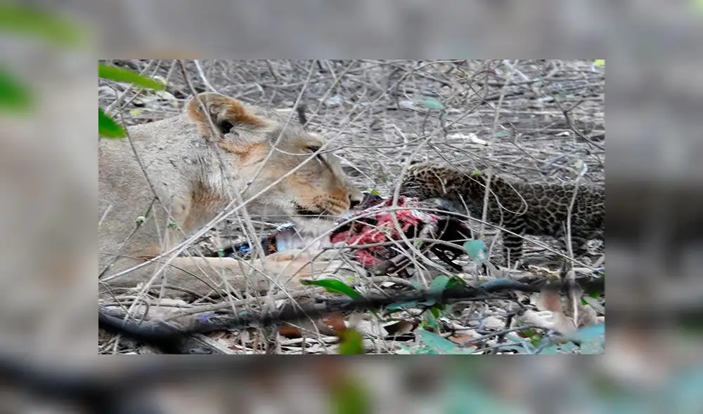 Leona compartiendo su presa con el cachorro de leopardo adoptado. Foto: Dheeraj Mittal Leona compartiendo su presa con el cachorro de leopardo adoptado. Foto: Dheeraj Mittal