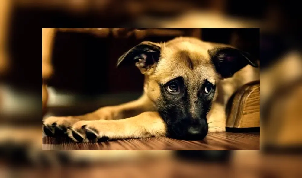 El desolador desenlace de una perrita que viajaba sola en un bus conmueve a miles [VIDEO]