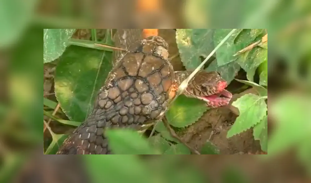 El video viral de Facebook registró el momento exacto en que una hambrienta serpiente engulló a su compañera por completo.
