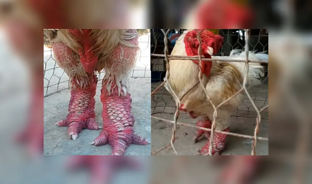 Facebook viral: encuentra gallo con patas de ‘dragón’, lo revisa y descubre el secreto de su extraño aspecto. Facebook viral: encuentra gallo con patas de ‘dragón’, lo revisa y descubre el secreto de su extraño aspecto.