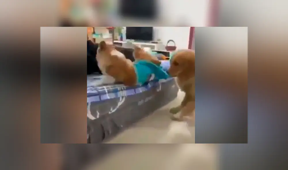Desliza para ver las imágenes más divertidas del video que se hizo viral en Facebook. Desliza para ver las imágenes más divertidas del video que se hizo viral en Facebook.