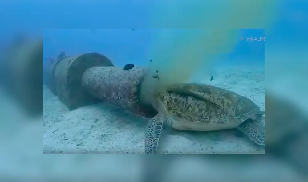 Video se viralizó en Facebook. Un hombre se llevó el susto de su vida al encontrar una tortuga “moribunda” en el fondo del mar, sin imaginar la terrorífica verdad. Video se viralizó en Facebook. Un hombre se llevó el susto de su vida al encontrar una tortuga “moribunda” en el fondo del mar, sin imaginar la terrorífica verdad.
