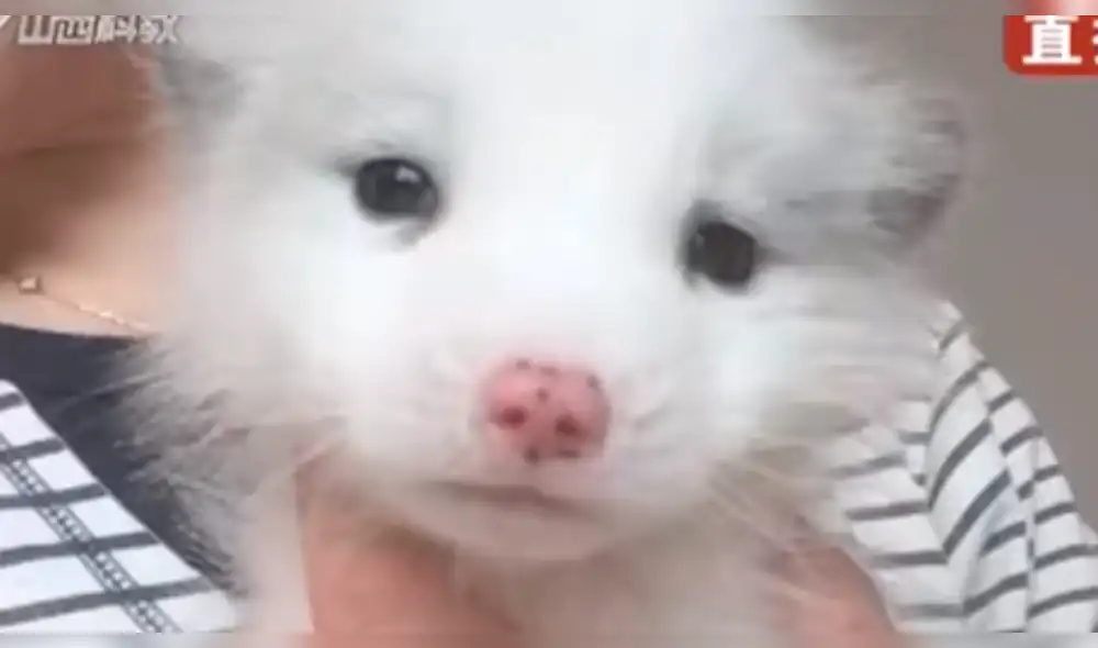 En YouTube: Creyó que había comprado un perro bebé, pero la verdad la dejó impactada [VIDEO]