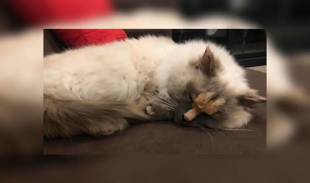 Desliza para ver el aspecto de esta gata que conmovió a todos en Facebook. Foto: Captura.