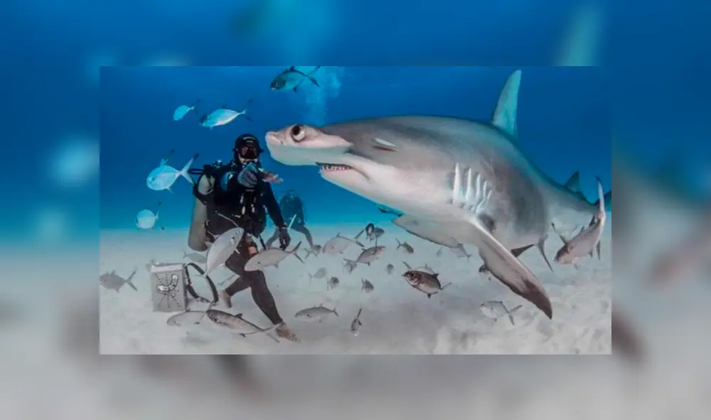Desliza hacia la izquierda para ver las enormes mandíbulas de un tiburón martillo. Viral de Facebook.