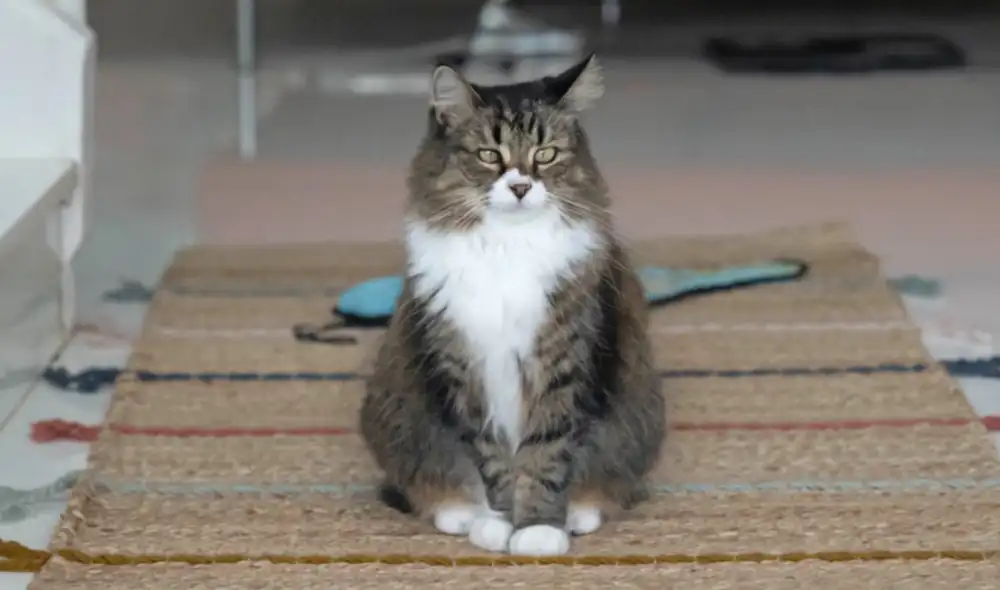 La obesidad es un problema común en los gatos domésticos. Foto: AFP